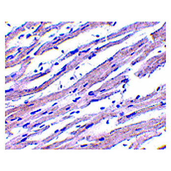 APAF1 nterm Antibody 100µg