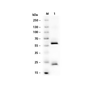 Anti-HUMAN IgG (H&L) (MOUSE) Antibody, 1mg, Liquid (sterile filtered)