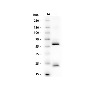 Anti-HUMAN IgG (H&L) (MOUSE) Antibody, 1mg, Liquid (sterile filtered)