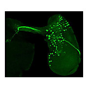 Anti-GFP (CHICKEN) Antibody, 300µg, Liquid (sterile filtered)