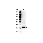 Anti-RFP (RABBIT) Antibody Biotin Conjugated Min X Hu Ms and Rt Serum Proteins, 100µg, Lyophilized
