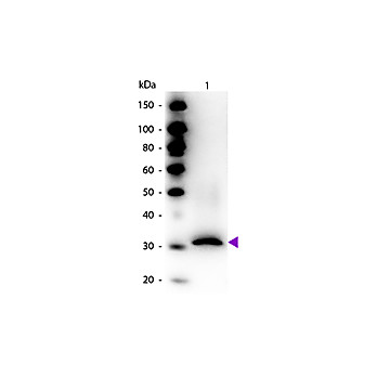 Anti-RFP (RABBIT) Antibody Biotin Conjugated Min X Hu Ms and Rt Serum Proteins, 100µg, Lyophilized