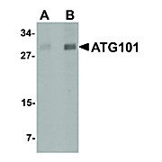 Anti-ATG101 (RABBIT) Antibody, 100µg, Liquid (sterile filtered)