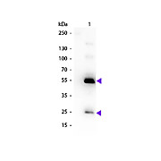 Anti-HUMAN IgG (H&L) (RABBIT) Antibody Biotin Conjugated (Min X MOUSE Serum Proteins), 2mg, Lyophilized