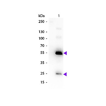 Anti-HUMAN IgG (H&L) (RABBIT) Antibody Biotin Conjugated (Min X MOUSE Serum Proteins), 2mg, Lyophilized