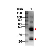 Anti-HUMAN IgG (H&L) (RABBIT) Antibody Biotin Conjugated, 2mg, Lyophilized