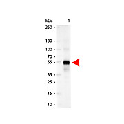 Anti-HUMAN IgG (gamma chain) (GOAT) Antibody Alkaline Phosphatase Conjugated, 1mg, Liquid (sterile filtered)