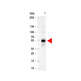 Anti-HUMAN IgG (gamma chain) (GOAT) Antibody Alkaline Phosphatase Conjugated, 1mg, Liquid (sterile filtered)