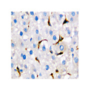 Anti-CD68 (RABBIT) Antibody, 100µg, Lyophilized