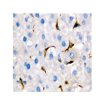 Anti-CD68 (RABBIT) Antibody, 100µg, Lyophilized