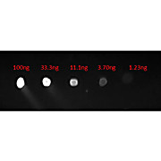 Anti-HUMAN IgG (H&L) (CHICKEN) Antibody Fluorescein Conjugated, 1mg, Lyophilized