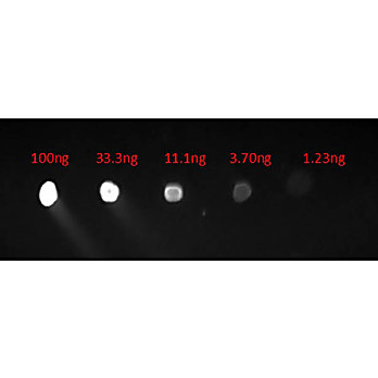 Anti-HUMAN IgG (H&L) (CHICKEN) Antibody Fluorescein Conjugated, 1mg, Lyophilized