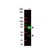 Anti-MOUSE IgG (H&L) (GOAT) Antibody Rhodamine Conjugated (Min X Human Serum Proteins), 2mg, Lyophilized