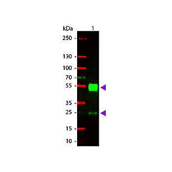 Anti-MOUSE IgG (H&L) (GOAT) Antibody Rhodamine Conjugated (Min X Human Serum Proteins), 2mg, Lyophilized