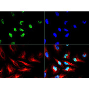 Anti-Histone H3 [p Thr3, Sym-dimethyl Arg2] (RABBIT) Antibody, 50µg, Liquid (sterile filtered)