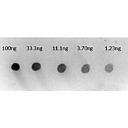 Anti-HUMAN IgG (gamma chain) (RABBIT) Antibody Alkaline Phosphatase Conjugated, 1mg, Liquid (sterile filtered)