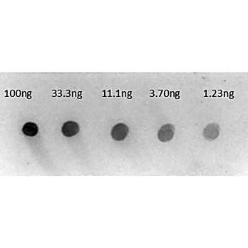 Anti-HUMAN IgG (gamma chain) (RABBIT) Antibody Alkaline Phosphatase Conjugated, 1mg, Liquid (sterile filtered)
