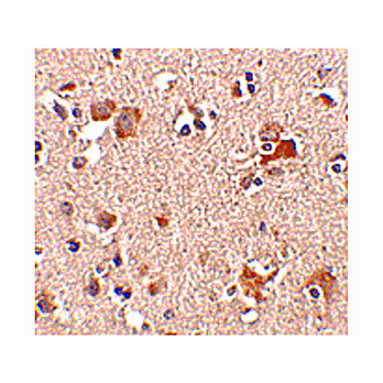 AIPL1 internal Antibody 100µg