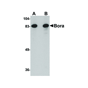 BORA nterm Antibody 100µg