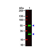 Anti-MOUSE IgG (H&L) (GOAT) Antibody, 2mg, Liquid (sterile filtered)