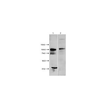 HDAC7 (N-terminus) Antibody 100µg