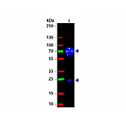 Anti-CHICKEN IgG (H&L) (DONKEY) Antibody Fluorescein Conjugated (Min X Bv Gt GP Ham Hs Hu Ms Rb Rt & Sh Serum Proteins), 1mg, Lyophilized