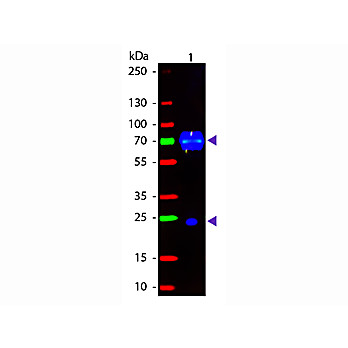 Anti-CHICKEN IgG (H&L) (DONKEY) Antibody Fluorescein Conjugated (Min X Bv Gt GP Ham Hs Hu Ms Rb Rt & Sh Serum Proteins), 1mg, Lyophilized