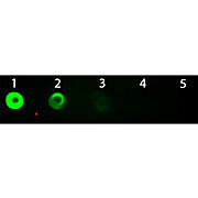 Anti-BOVINE IgG F(ab')2 (GOAT) Antibody Fluorescein Conjugated, 2mg, Lyophilized