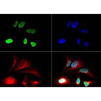 Anti-Histone H3 [Monomethyl Lys79] (RABBIT) Antibody, 50µg, Liquid (sterile filtered)