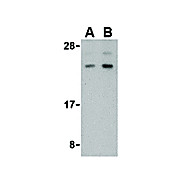 BANF1 cterm Antibody 100µg