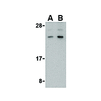 BANF1 cterm Antibody 100µg