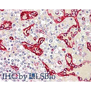 Anti-SDPR (RABBIT) Antibody, 100µg, Liquid (sterile filtered)