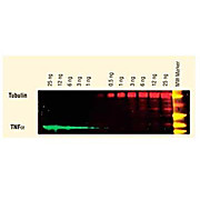 Anti-HUMAN IgG (H&L) (GOAT) Antibody DyLight™ 549 Conjugated (Min X Bv Ch Gt GP Ham Hs Ms Rb Rt & Sh Serum Proteins), 100µg, Lyophilized