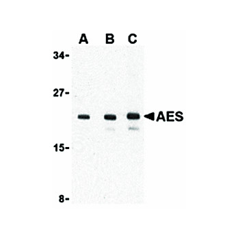 AES cterm Antibody 100µg