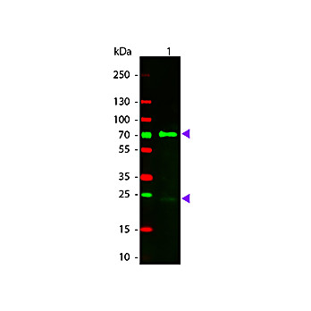 Anti-CHICKEN IgG (H&L) (DONKEY) Antibody Rhodamine Conjugated (Min X Bv Gt GP Ham Hs Hu Ms Rb Rt & Sh Serum Proteins), 1mg, Lyophilized