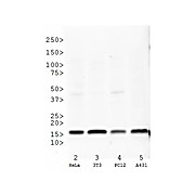 Anti-Histone H3 [Trimethyl Lys27] (RABBIT) Antibody, 50µg, Liquid (sterile filtered)