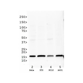 Anti-Histone H3 [Trimethyl Lys27] (RABBIT) Antibody, 50µg, Liquid (sterile filtered)
