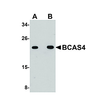 Anti-BCAS4 (RABBIT) Antibody, 100µg, Liquid (sterile filtered)