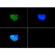 Anti-Histone H3 [p Thr6, Dimethyl Lys9] (RABBIT) Antibody, 50µg,  Liquid (sterile filtered)