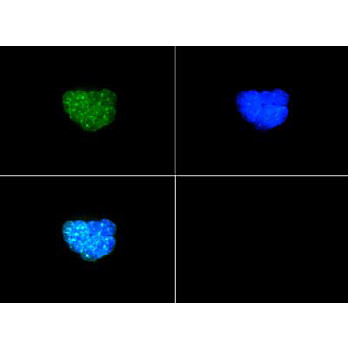 Anti-Histone H3 [p Thr6, Dimethyl Lys9] (RABBIT) Antibody, 50µg,  Liquid (sterile filtered)