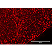Anti-RFP (CHICKEN) Biotin Conjugated Antibody, 100µg, Lyophilized