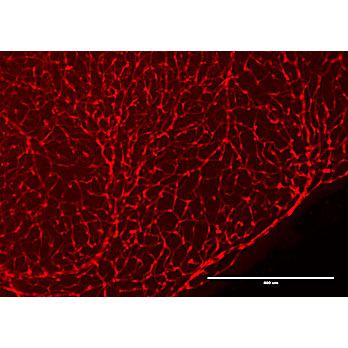 Anti-RFP (CHICKEN) Biotin Conjugated Antibody, 100µg, Lyophilized