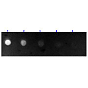 Anti-BOVINE IgG (H&L) (RABBIT) Antibody Fluorescein Conjugated, 2mg, Lyophilized