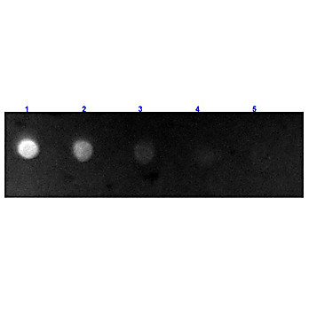 Anti-BOVINE IgG (H&L) (RABBIT) Antibody Fluorescein Conjugated, 2mg, Lyophilized