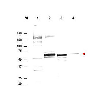 Anti-AKT (SHEEP) Antibody, 100µg, Liquid (sterile filtered)