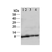 Anti-Apelin (RABBIT) Antibody, 100µg, Lyophilized