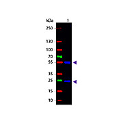 Anti-MOUSE IgG [H&L] (GOAT) Antibody CY2 Conjugated Min X Bv Ch Gt GP Ham Hs Hu Rb Rt & Sh Serum Proteins, 1mg, Lyophilized