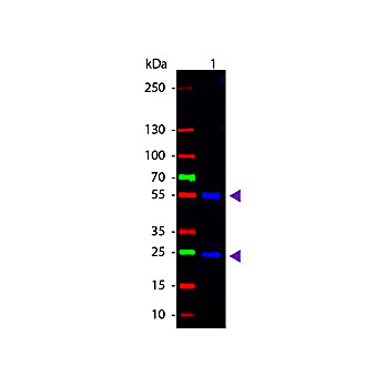 Anti-MOUSE IgG [H&L] (GOAT) Antibody CY2 Conjugated Min X Bv Ch Gt GP Ham Hs Hu Rb Rt & Sh Serum Proteins, 1mg, Lyophilized