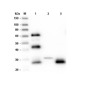 Anti-CHICKEN IgG F(ab')2 (RABBIT) Antibody Peroxidase Conjugated, 1.5mg, Lyophilized