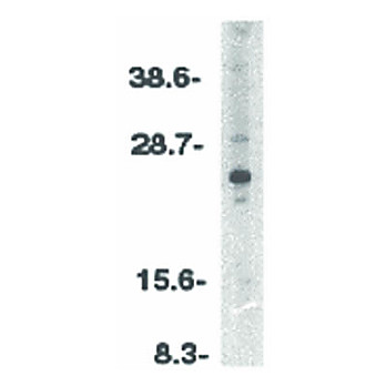 ARC nterm Antibody 100µg